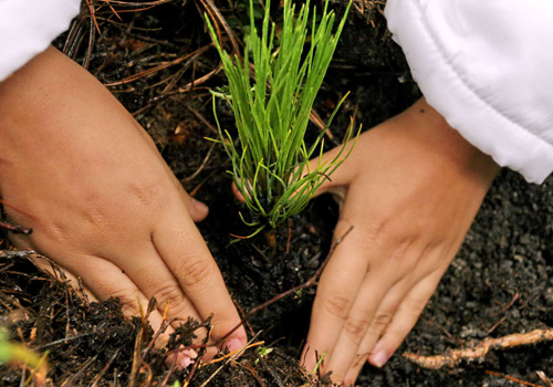 CAMPAÑA DE REFORESTACIÓN “SEMBRANDO FUTURO”